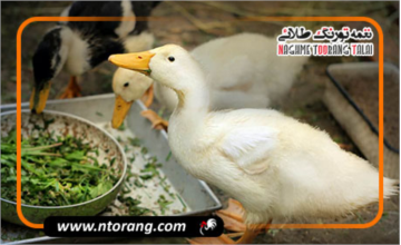 تغذیه اردک در دوره رشد و قبل از تخم‌گذاری